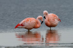 Twee Chileense flamingo's (Phoenicopterus chilensis), Veluwemeer